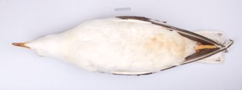 Media type: image;   Ornithology 250175